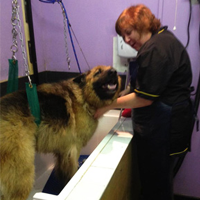 large dog getting washed