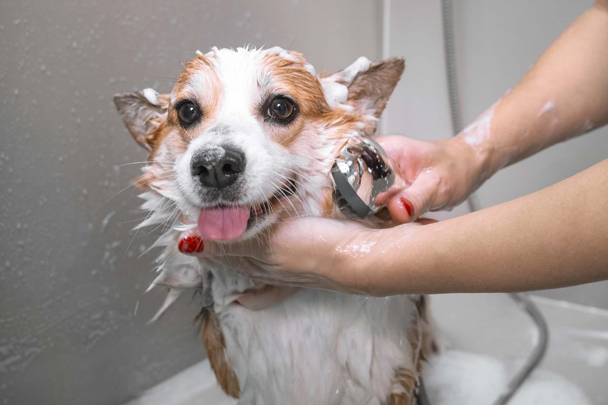 Small dog getting washed